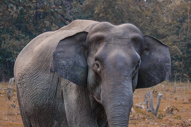 Taj Mahal With Visit to Elephant Conservation Center From Delhi - Pickup Information