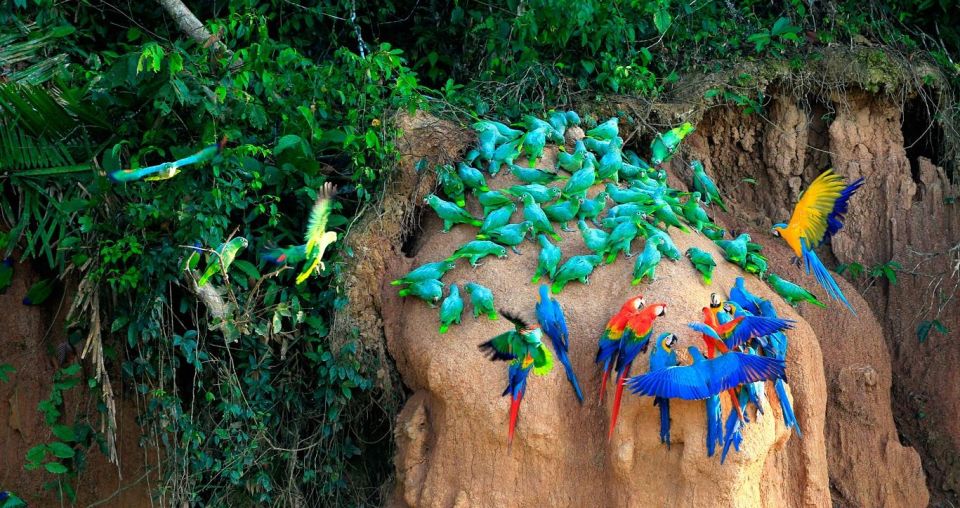 Tambopata Macaw Clay Lick 2 Days/1 Night - Day 1: Arrival and Introductory Walk