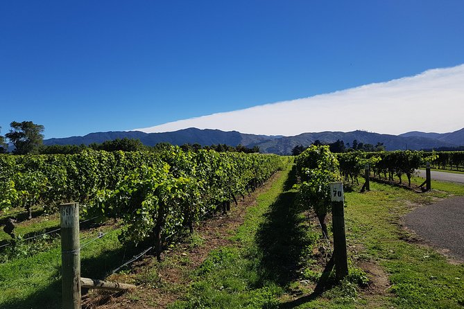 Taste the Valley Wine Tour in Marlborough With Wine Tasting - Itinerary Breakdown