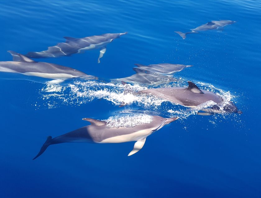 Tauranga: Guided Dolphin and Wildlife Watching Cruise - Wildlife Encounters