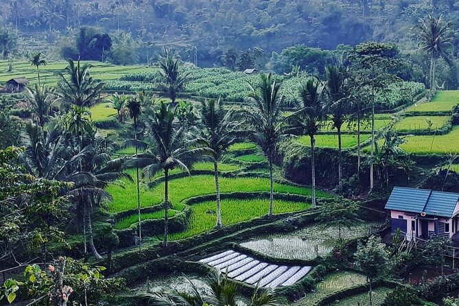 Tetebatu Cycling Tour | Rice Terraces, Waterfall, And Monkey Forest - Meeting and Pickup Details