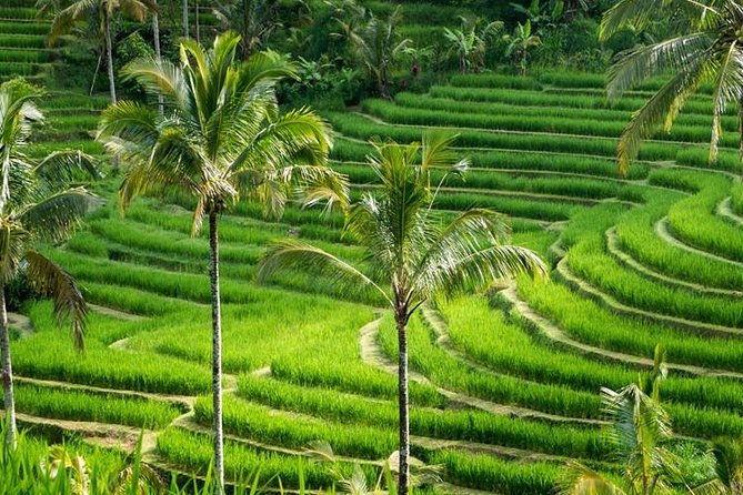 The Amazing Bali: Batur Volcano-Water Temple- Rice Terraces - Discovering Rice Terraces