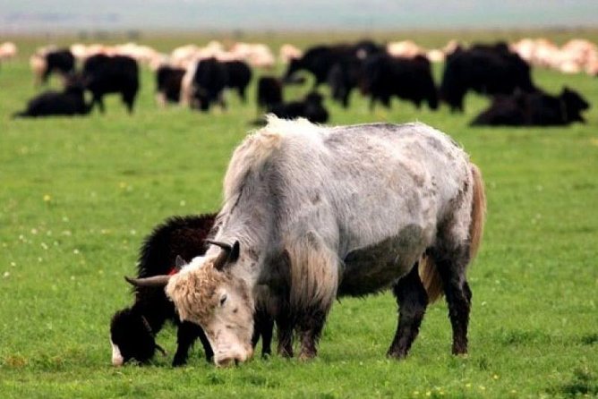 The Best 3 Day Tour in Mongolia - Culinary Experiences