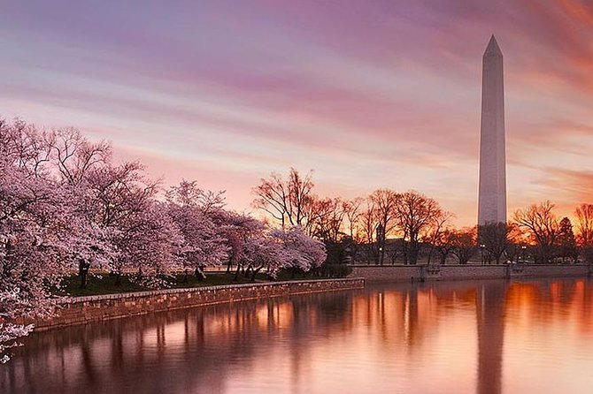 The DC Cherry Blossom Tour - Key Landmarks and Highlights