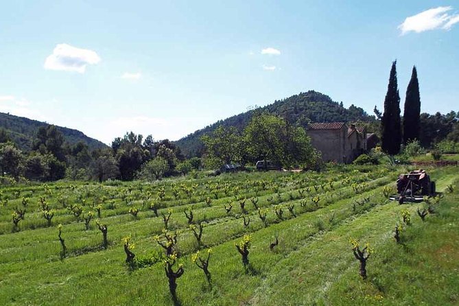 The Grape Escape! Cycling in Beautiful Scenery With Wine Tasting - Wine Tasting Experience