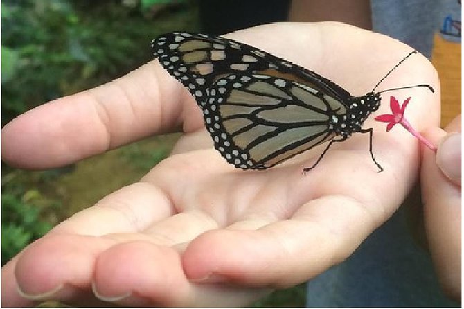 The Maui Butterfly Farm Tour! - Unique Features of the Farm