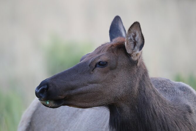 The Premier Wildlife Tours in Rocky Mountain National Park - Tour Highlights and Features