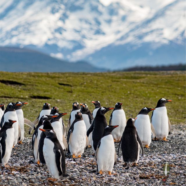 Tierra Del Fuego National Park & B Channel Without Train - Itinerary Highlights