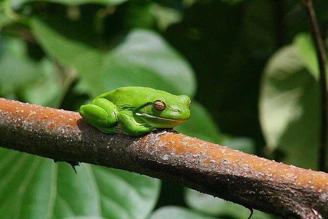 Total Daintree Experience Tour From Port Douglas - Meeting and Pickup Details