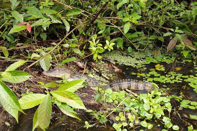 Tour to the Canals in Tortuguero National Park - Meeting and Safety Guidelines