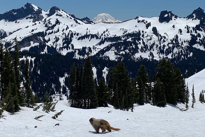 Touring and Hiking in Mt. Rainier National Park - Tour Inclusions and Amenities