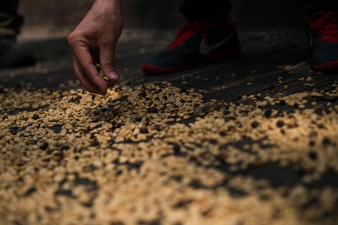 Traditional Coffee Farm Experience at Hacienda Coloma From Bogotá - Itinerary and Highlights