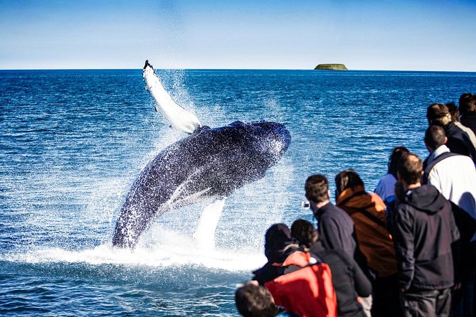 Traditional Oak Ship Whale Watching Tour From Husavik - Meeting Point and Pick-up