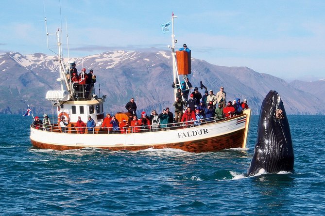 Traditional Whale Watching Tour From Húsavík - Skjalfandi Bay Exploration