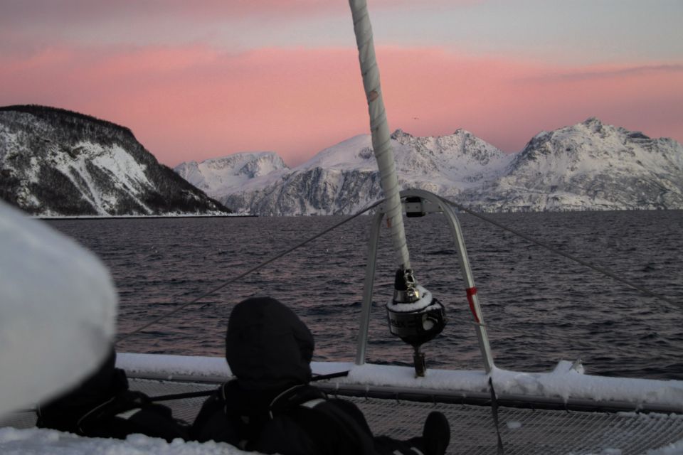 Tromsø: Arctic Fjord Sightseeing Cruise in Luxury Catamaran - Pricing and Booking Details