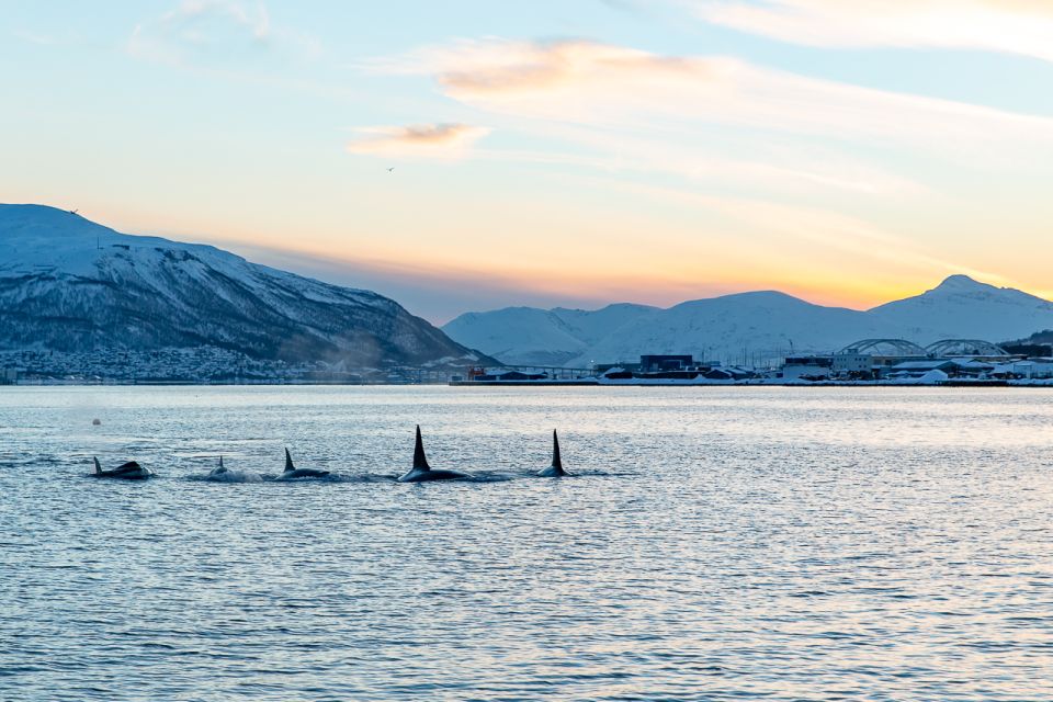 Tromsø: Fjord & History Cruise - Pricing and Duration