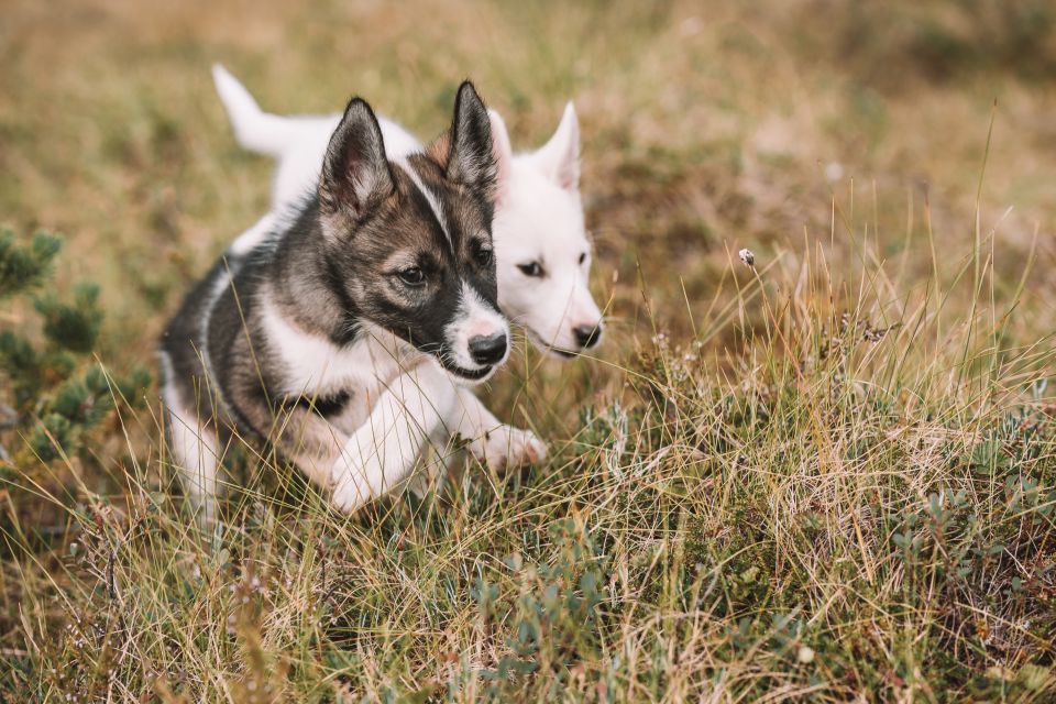 Tromsø: Puppy Training at the Husky Kennel With Lunch - Highlights of Puppy Training