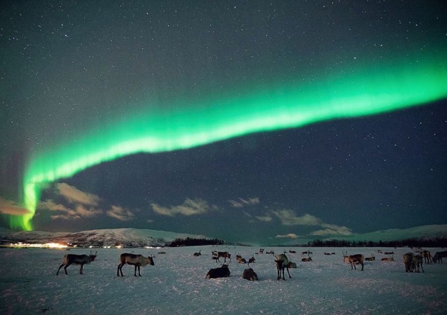 Tromsø: Reindeer Feeding With Chance of Northern Lights - Reindeer Feeding Activity