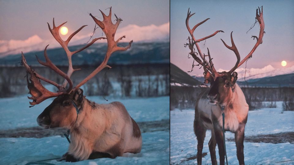 Tromso: Reindeer Sledding With Chance to See Northern Lights - Highlights and Inclusions