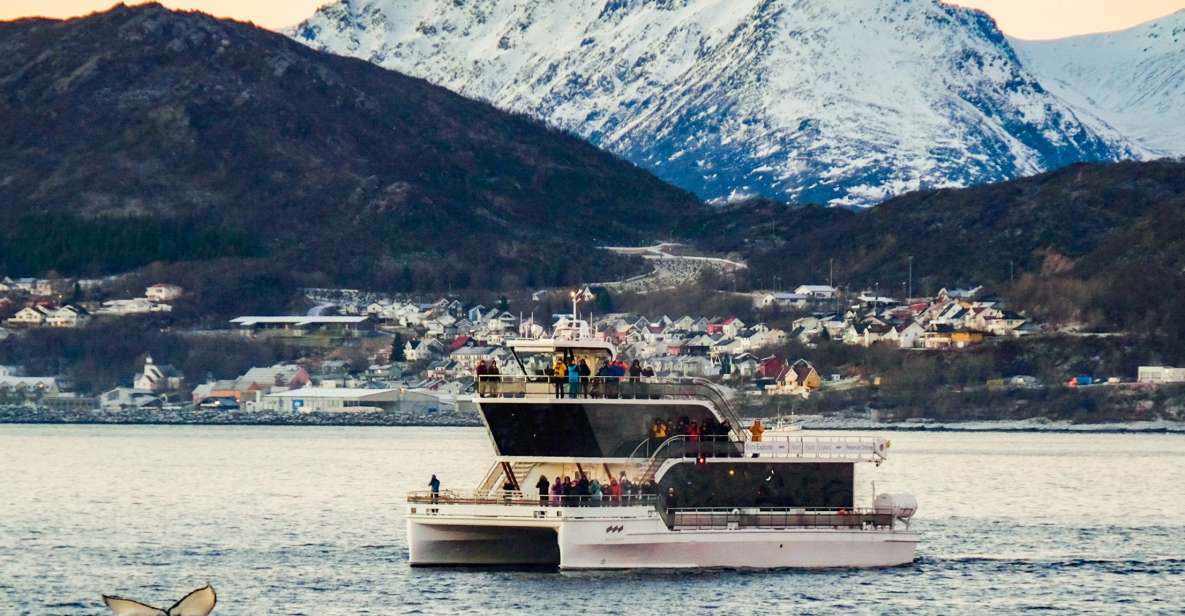 Tromsø: Whale Watching Tour by Hybrid-Electric Catamaran - Experience Highlights