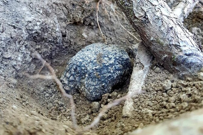 Truffle Hunting Experience in Assisi - Whats Included in the Tour