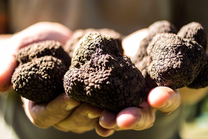 Truffle Hunting on Lake Bracciano With Lunch - What to Expect