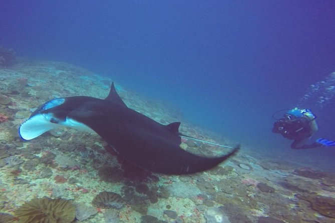 Try Diving in Manta Point - Nusa Penida - Inclusions