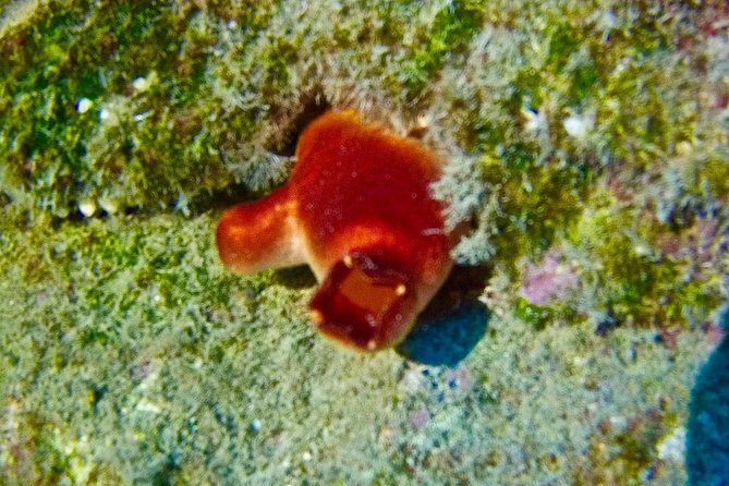 TRY SCUBA DIVING With a Dedicated Instructor - Whats Included