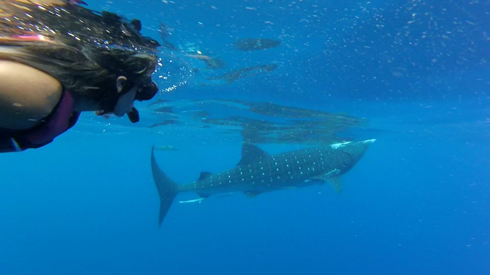 Tulum-Akumal: Swimming With Whale Sharks Tour - Inclusions and Exclusions