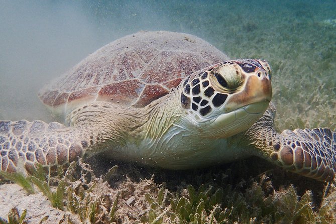 Turtle Beach Power Snorkeling Adventure - Pickup and Drop-off Arrangements