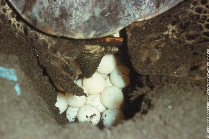 Turtle Nesting Night Tour in Tortuguero - Meeting and Pickup Details