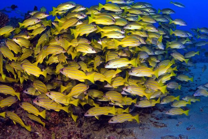 Turtle Reef Kayak Tour of Makena, Maui - Scenic Highlights