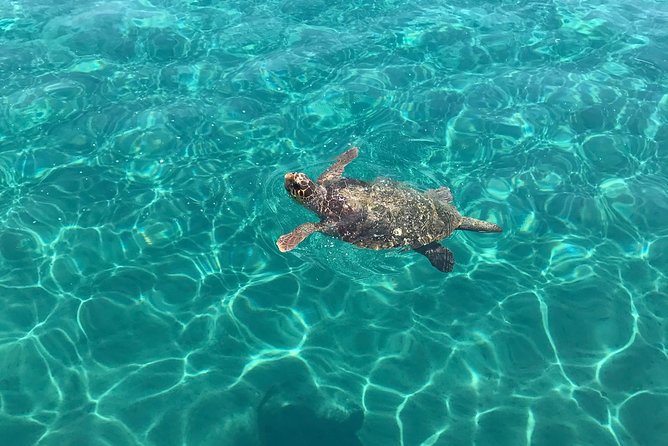 Turtle Spotting Cruise in Zakynthos - Booking and Confirmation Process