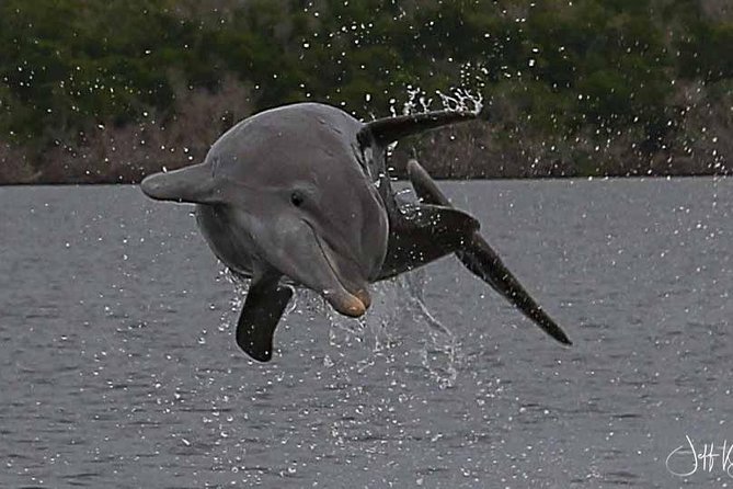 Two-Hour Everglades National Park Dolphin, Birding and Wildlife Boat Tour - Inclusions and Pricing