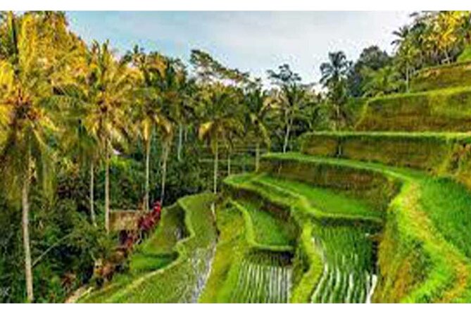 Ubud ATV Quad Bike, Monkey Forest and Rice Terrace - Pickup Locations