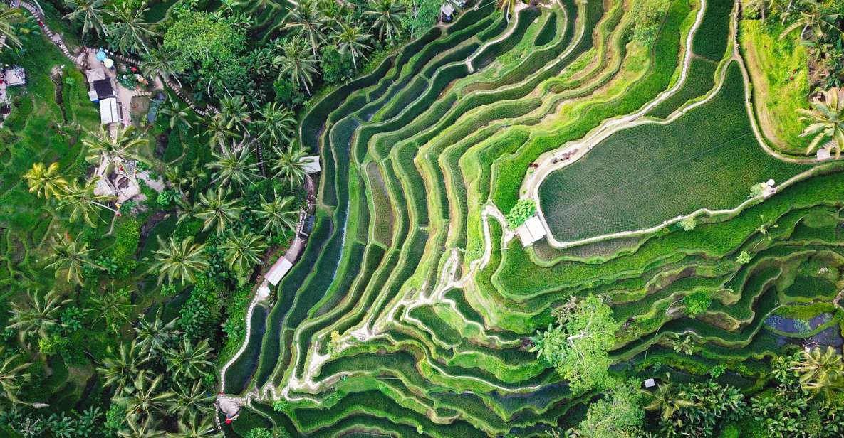 Ubud Full Day Tour With Private Car - Exploring Tirta Empul Temple