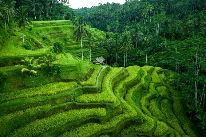 Ubud Highlight Tour With Monkey Forest, Rice Terrace, Waterfall - Exploring Ubuds Highlights