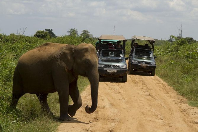 UDAWALAWA National Park ALL INCLUSIVE Tour With PICK up INCLUDED - Inclusions