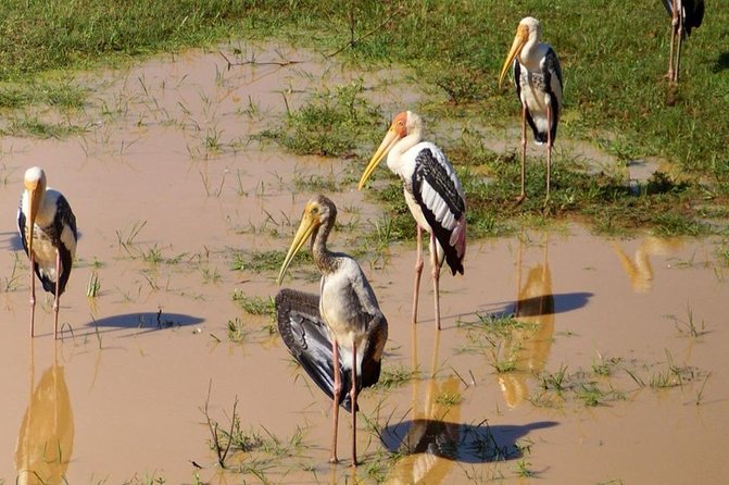 Udawalawa National Park Half Day Safari - Unique Wildlife Experiences