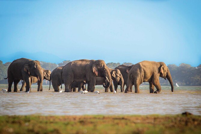 Udawalawa Safari Drive From Galle, Weligama, Mirissa & Dickwella - Tour Inclusions and Features