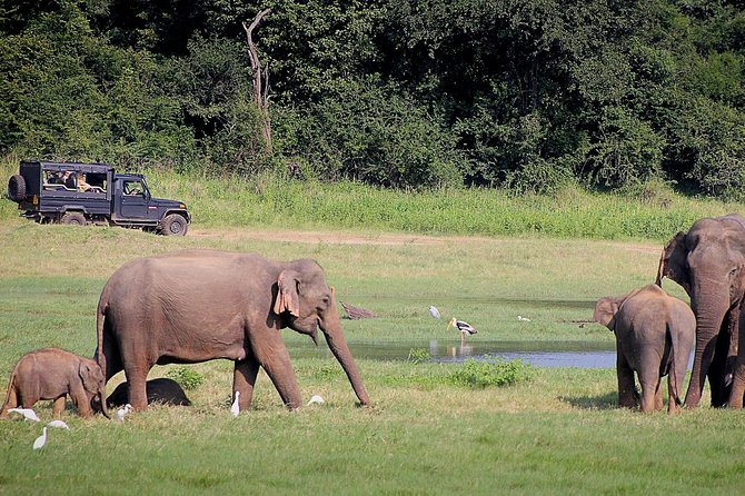 Udawalawa Safari(3-4hours) - Private Jeep With Experienced Driver - Tour Features and Benefits