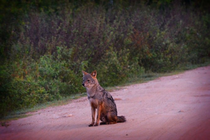 Udawalawe National Park | 4 Hours Safari Tour - Park Highlights