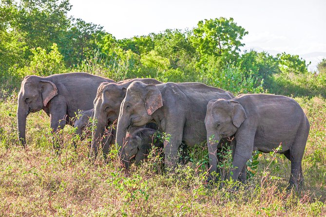 Udawalawe National Park Entrance Ticket - Entrance Ticket Information