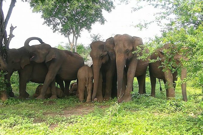 Udawalawe National Park Private 4 Hours Safari Tour - Pickup Locations