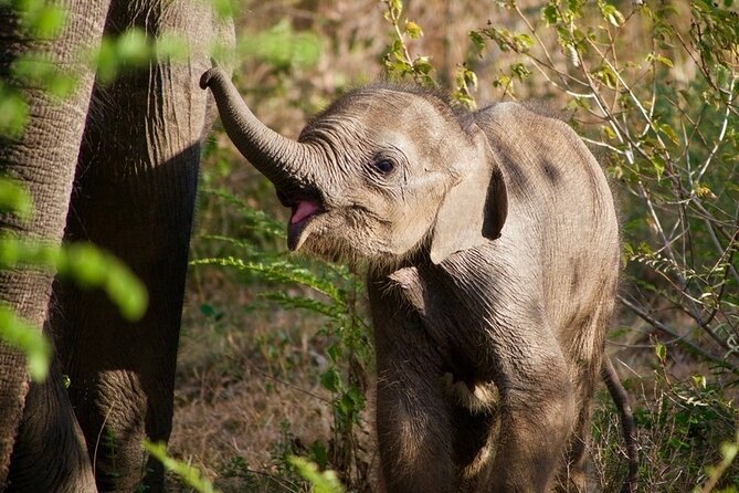 Udawalawe National Park | Private Safari - Pickup and Drop-off