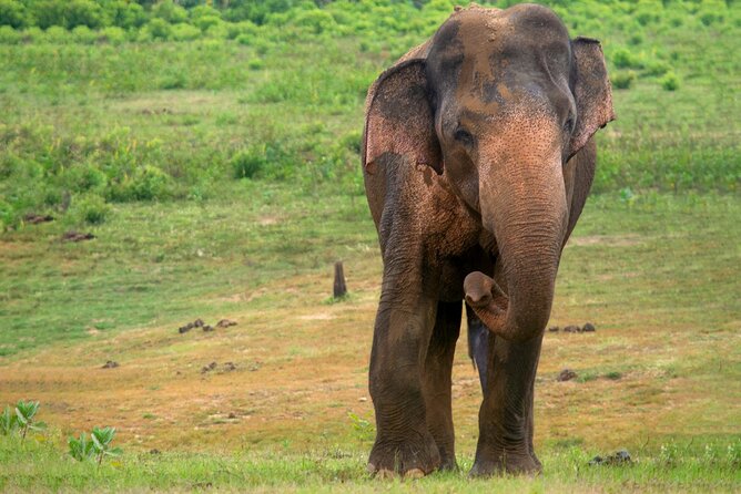 Udawalawe National Park | Private Safari Tour - Inclusions of the Tour