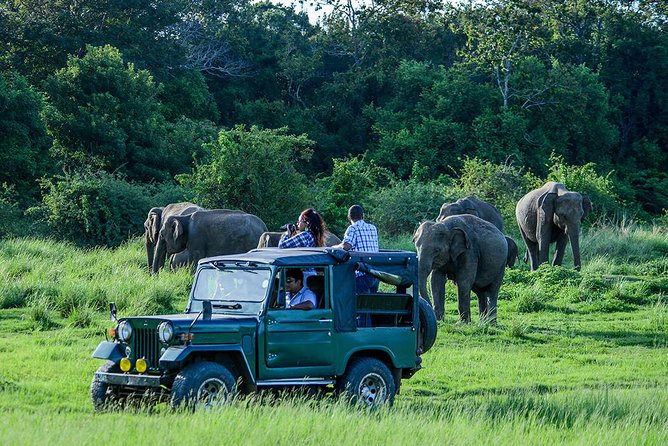 Udawalawe Safari From Hambantota Port (Shore Excursion) by BTM - Inclusions of the Excursion