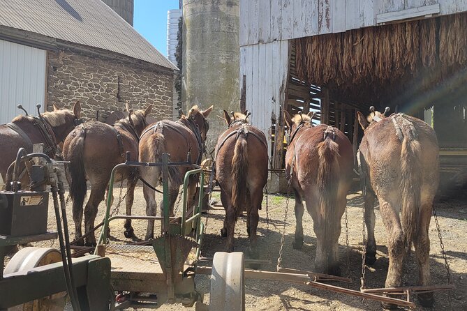 Unique Amish Immersion in Lancaster - Detailed Itinerary Highlights