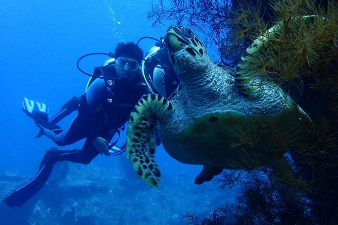 USS Liberty Shipwreck Scuba Diving at Tulamben Bali - Dive Experience