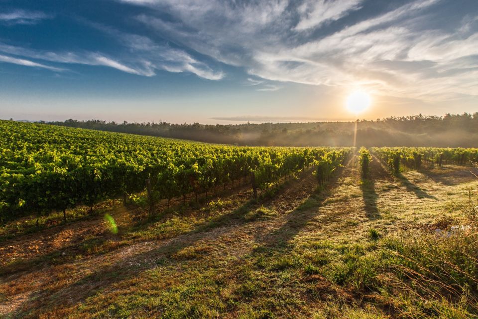 Valle De Guadalupe: Wine & Cheese Tour - Discovering San Rafael Vineyards